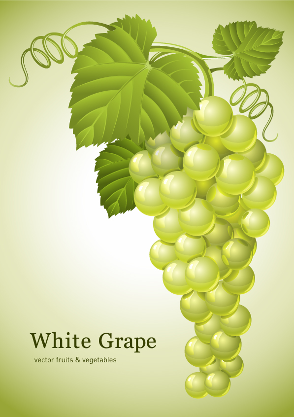 free vector Green grapes vector